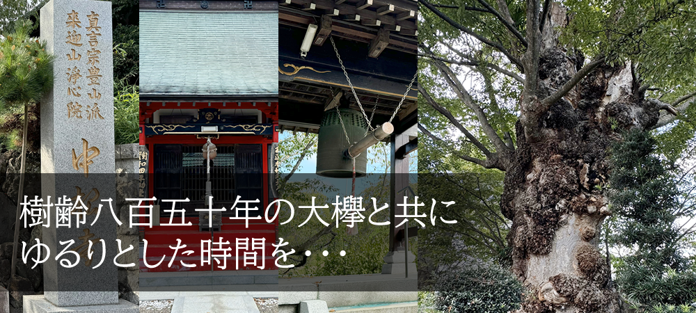 樹齢八百五十年の大欅と共にゆるりとした時間を・・・